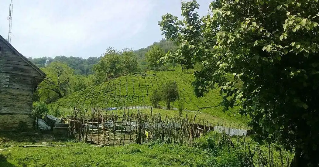 روستانی فوشه