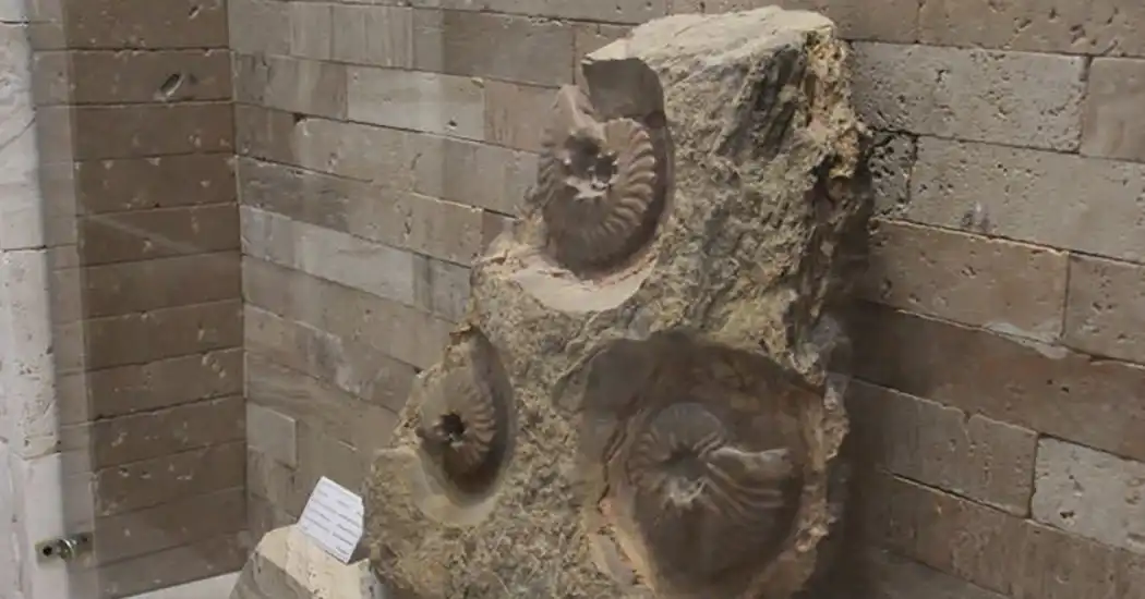 موزه دیرینه‌شناسی کامبرین