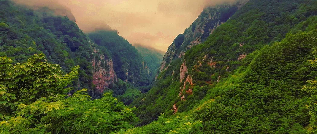 هر آنچه که باید در مورد جنگل دو هزار سه هزار بدانید